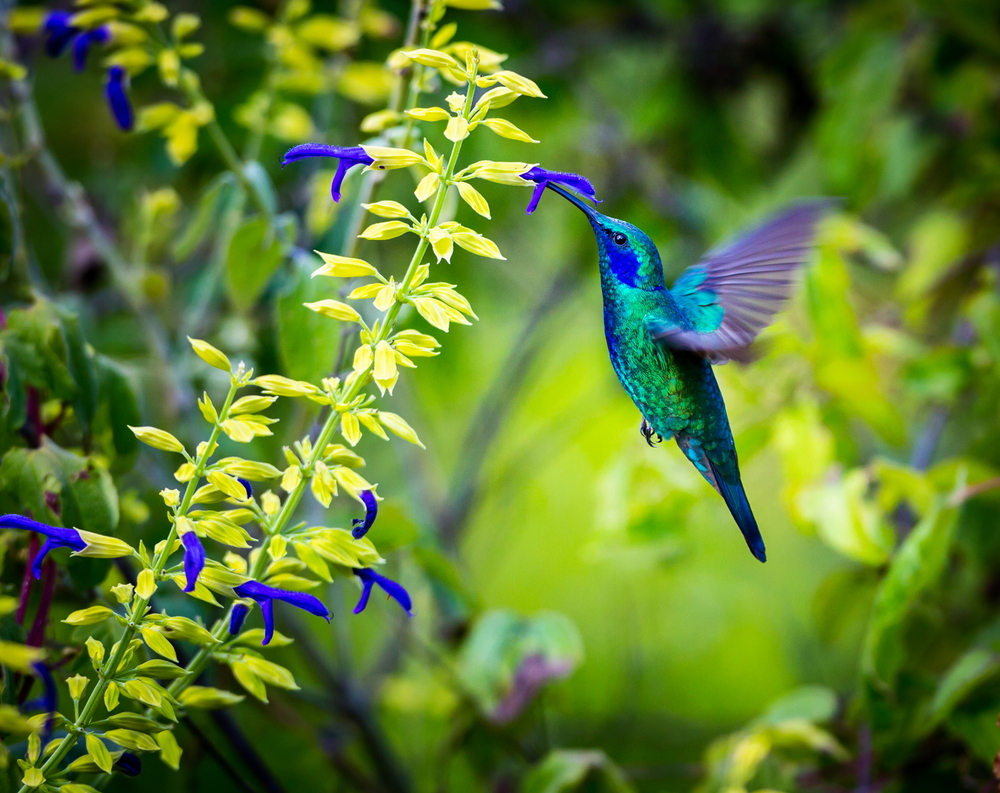 blue humming birds