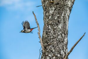 Great Spotted Woodpecker