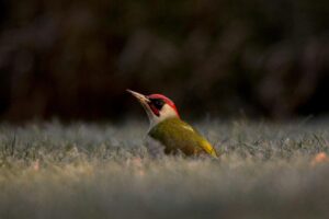 european green woodpecker