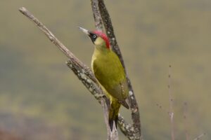 green woodpecker