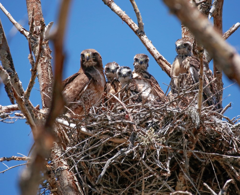 Baby Red Tailed Hawk