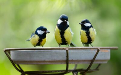 All about bird feeders