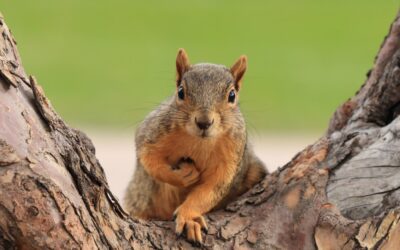 Exploring the Different Types of Brown Squirrels