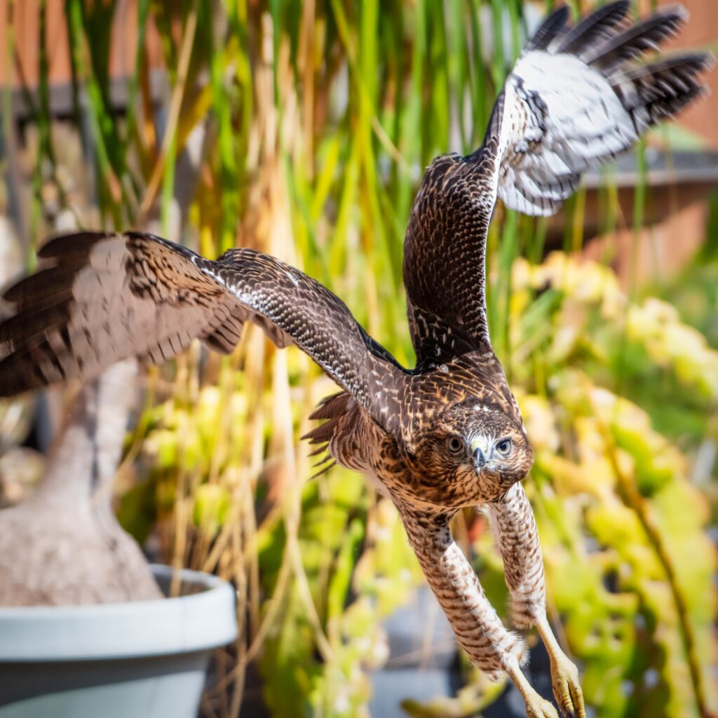 juvenile red tailed hawk