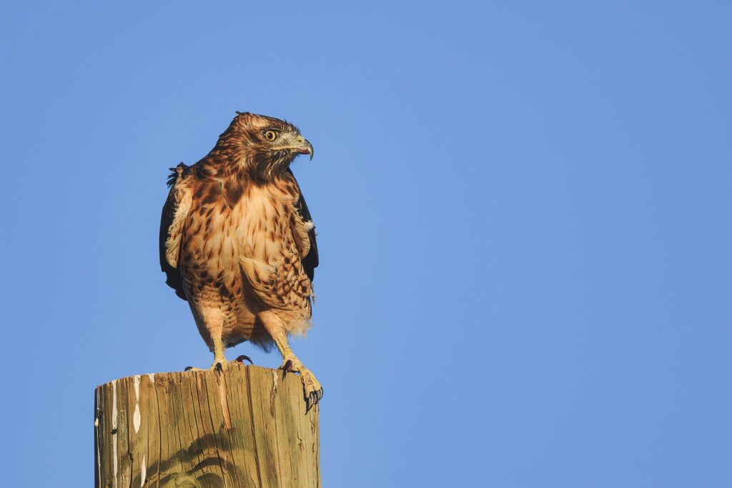 Juvenile Red Tailed Hawk