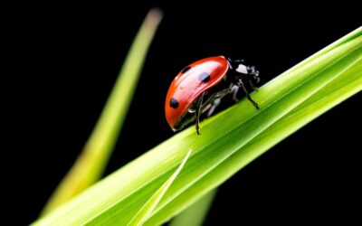 What are the Types of Ladybugs