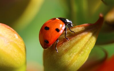 15 Fun Facts about Ladybugs