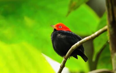 A Rare Sight: Exploring the World of the Red-Capped Manakin