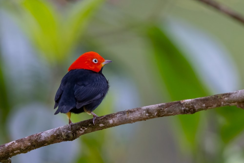 Red-Capped Manakin