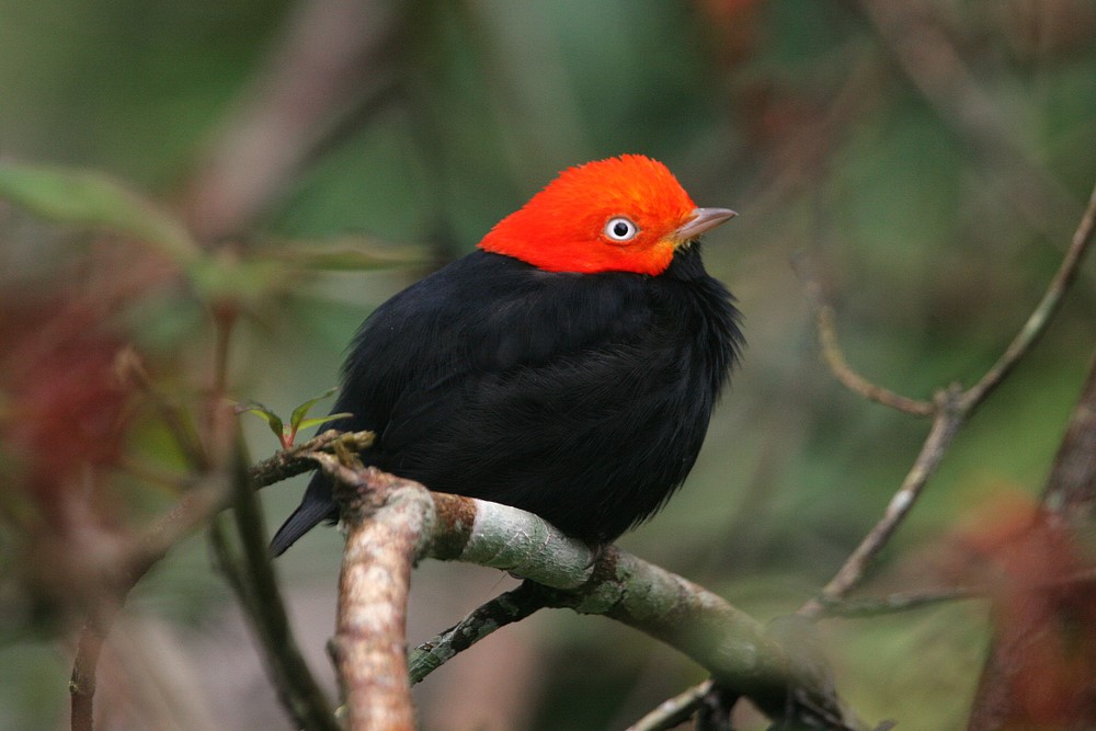 Red-Capped Manakin