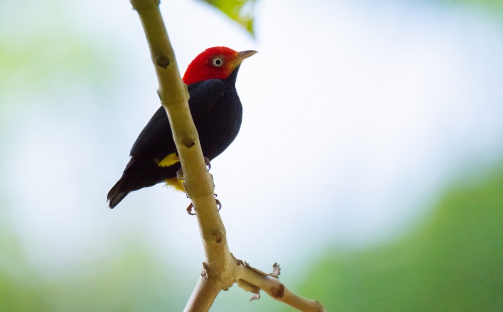 Red-Capped Manakin
