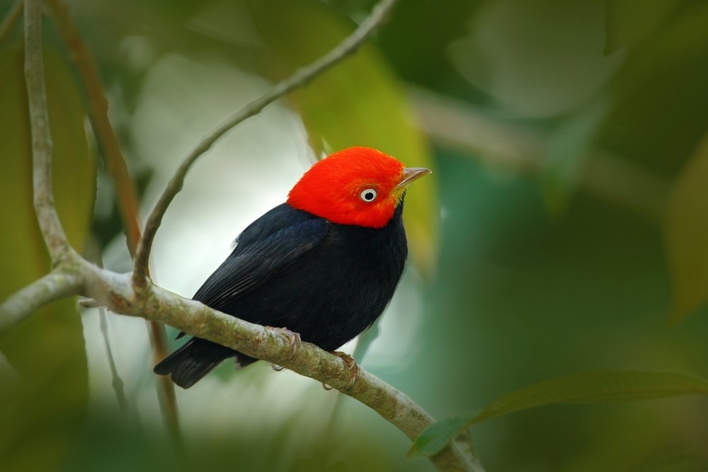 Red-Capped Manakin