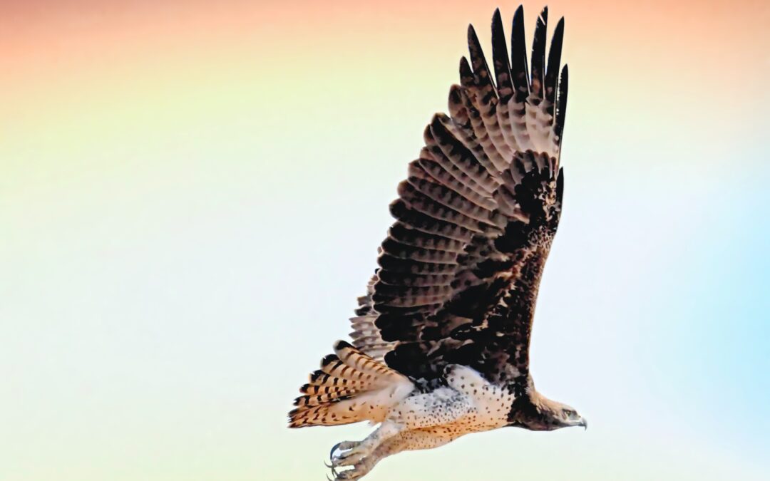 juvenile red-tailed hawk