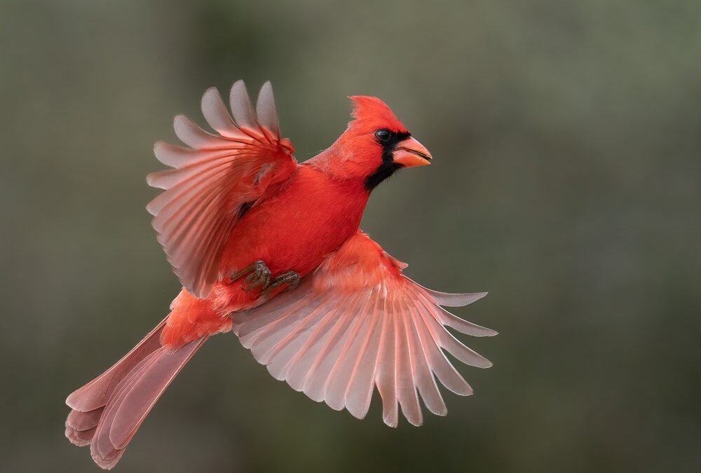 All about Red birds