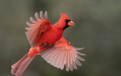 All about Red bird