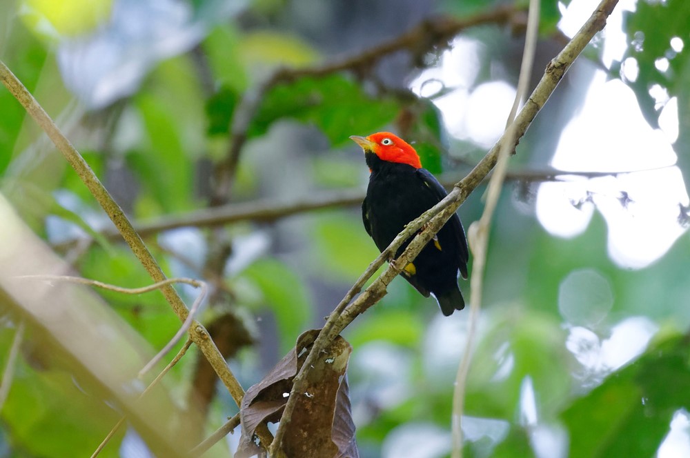 Red-Capped Manakin