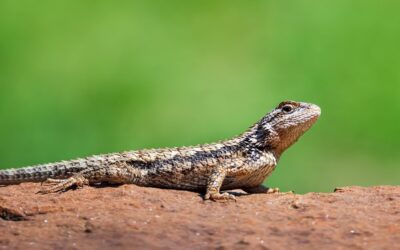 An Introduction to Keeping a Texas Spiny Lizard as a Pet