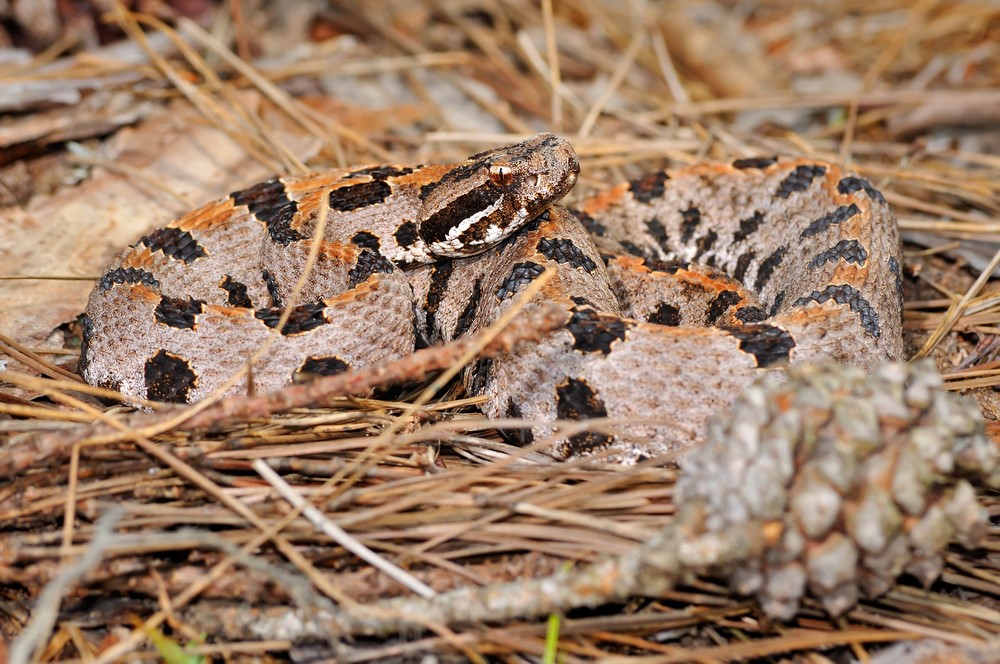 Western Pygmy Rattlesnake