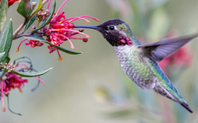 How to choose the Best Hummingbird Feeders?