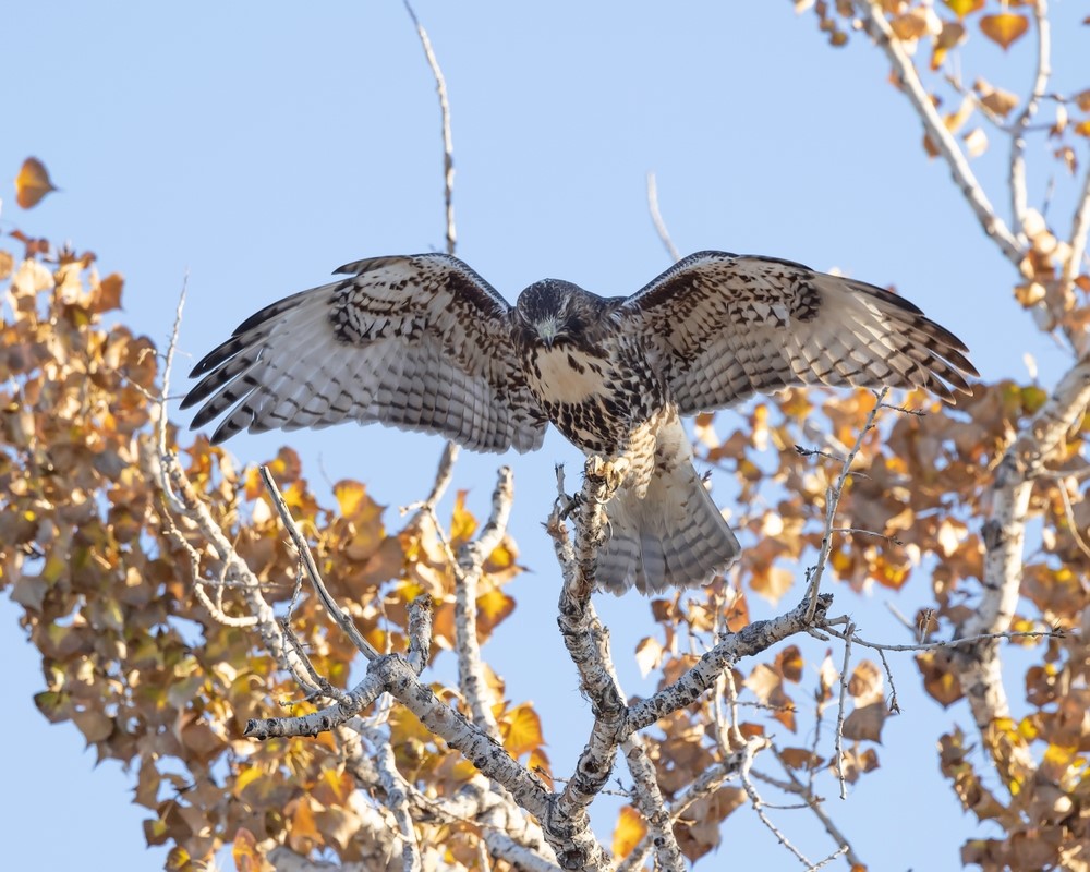  juvenile red-tailed hawk