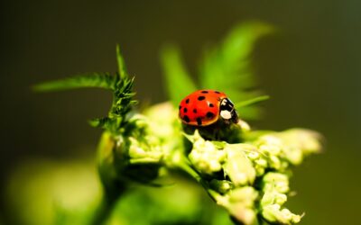 What attracts ladybugs in your room?