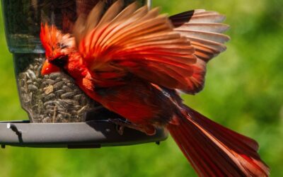 Benefits of Having a Bird Feeder Camera in Your Backyard