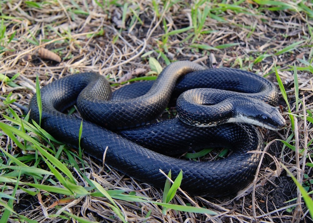 Black Rat Snake - Snakes in North Carolina