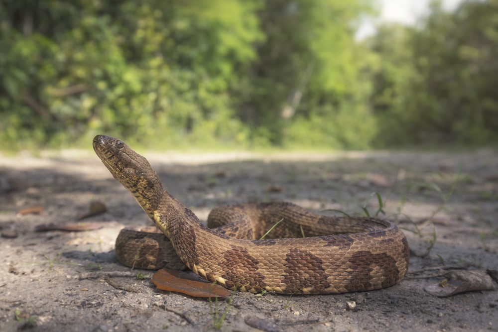 Brown Water Snake - Snakes in North Carolina