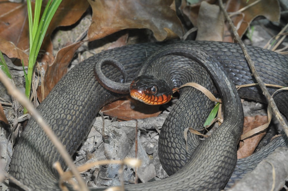 Copperbelly Water Snake - Snakes in North Carolina