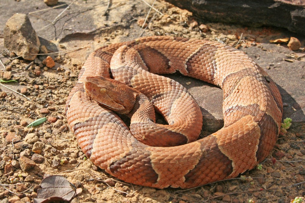 Copperhead - Snakes in North Carolina