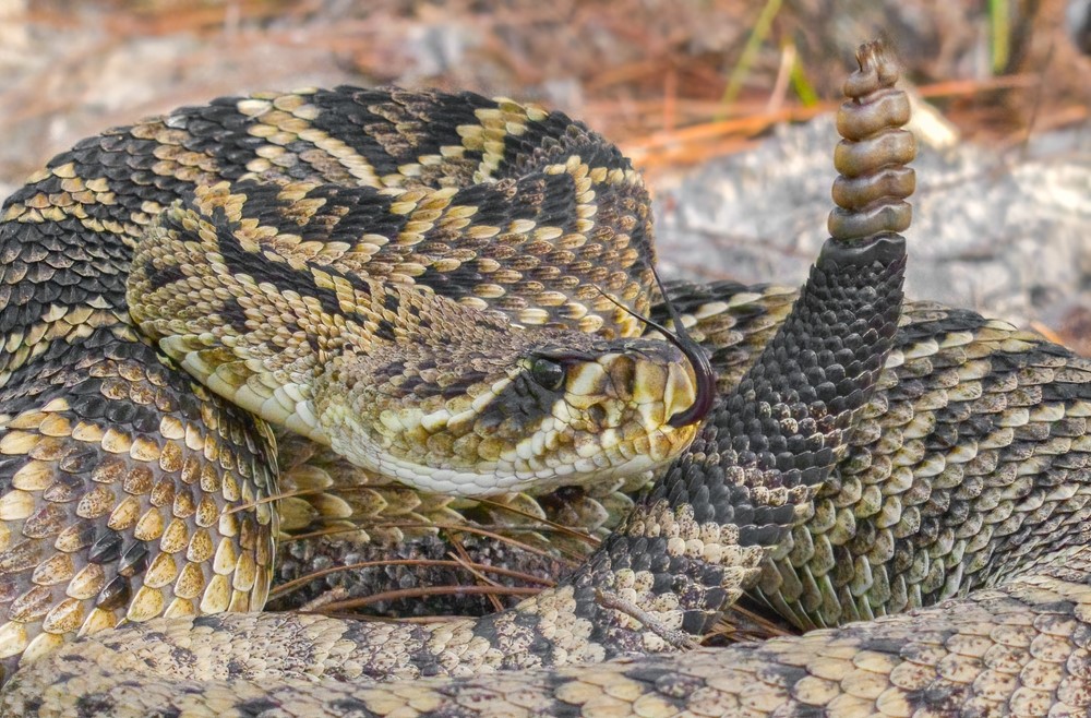 Diamondback Rattlesnake - Snakes in North Carolina