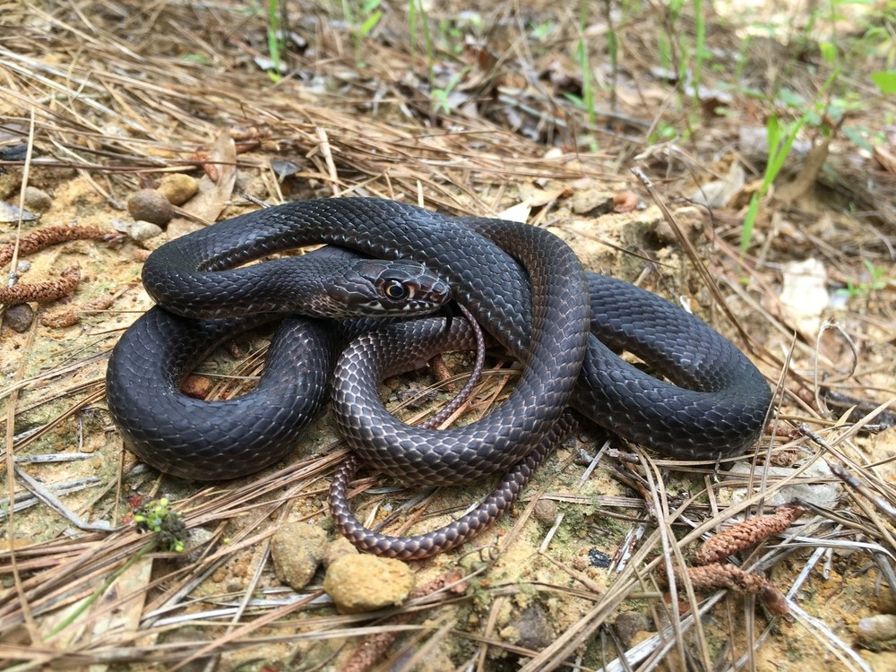Eastern Coachwhip Snake - Snakes in North Carolina