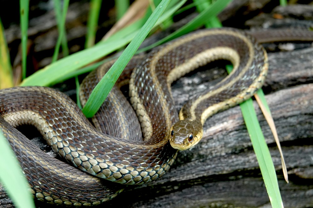  Eastern Garter Snake - Snakes in North Carolina
