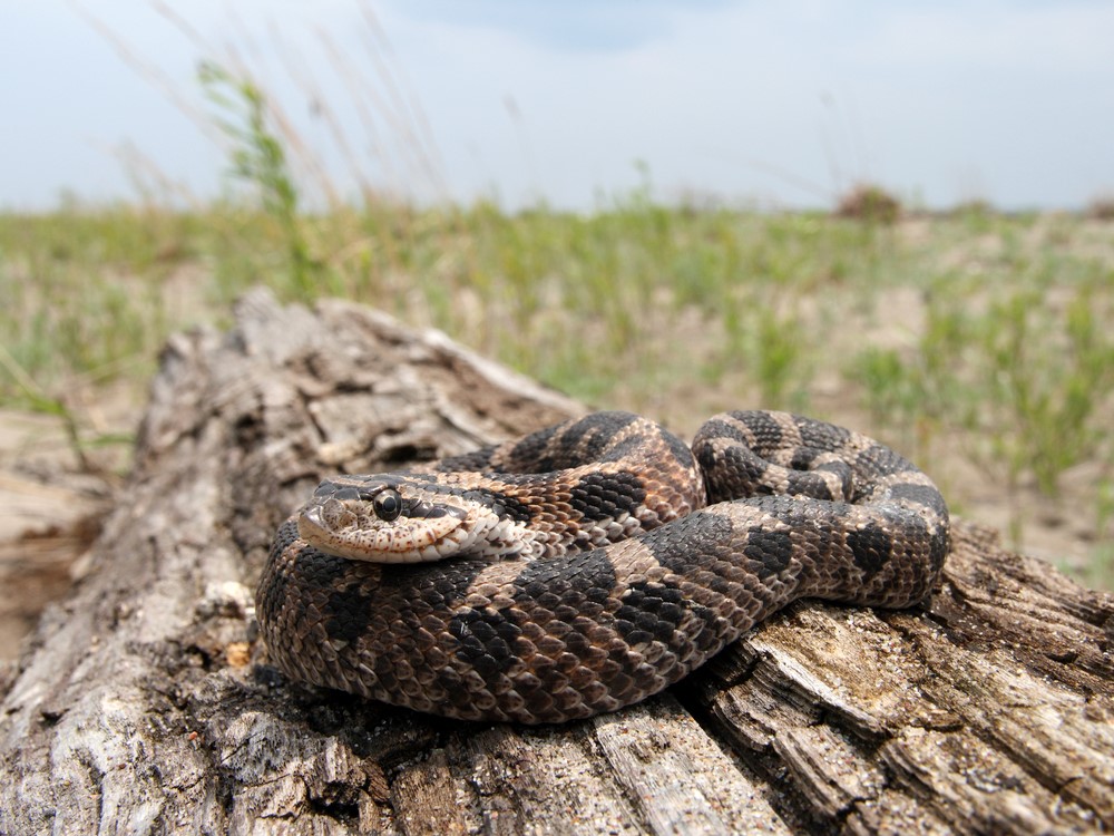 Eastern Hog-nosed Snake - Snakes in North Carolina