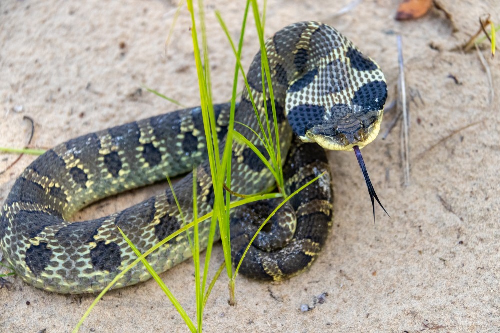 Eastern Hognose Snake - Snakes in North Carolina