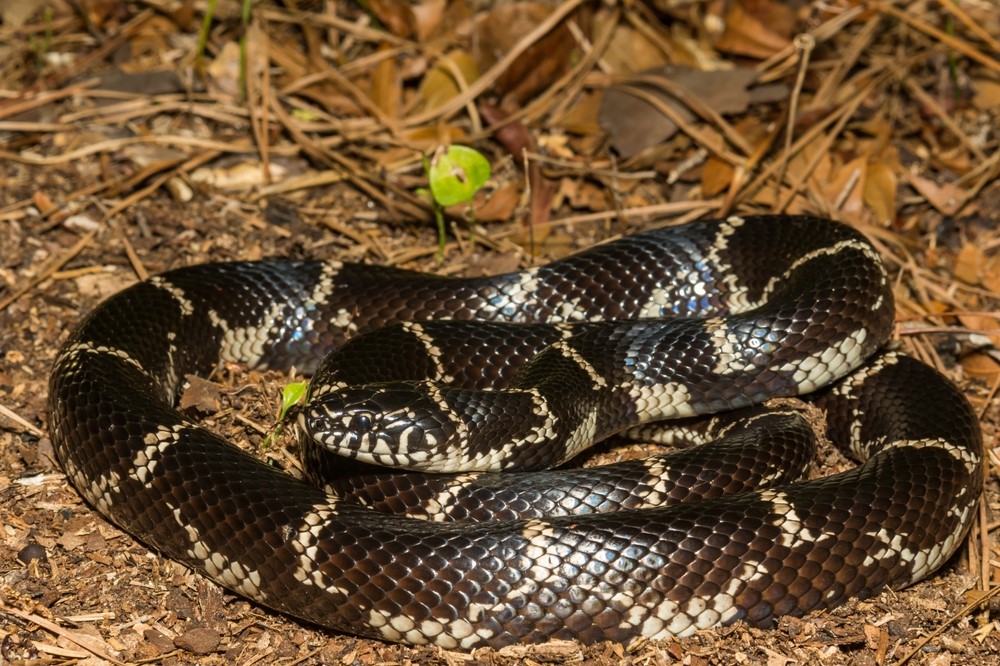Eastern Kingsnake - Snakes in North Carolina