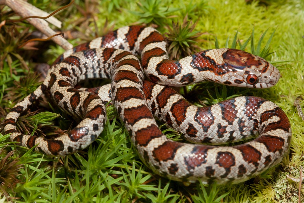 Eastern Milksnake - Snakes in North Carolina
