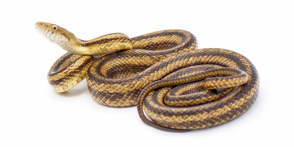 Eastern Rat Snake - Snakes in North Carolina