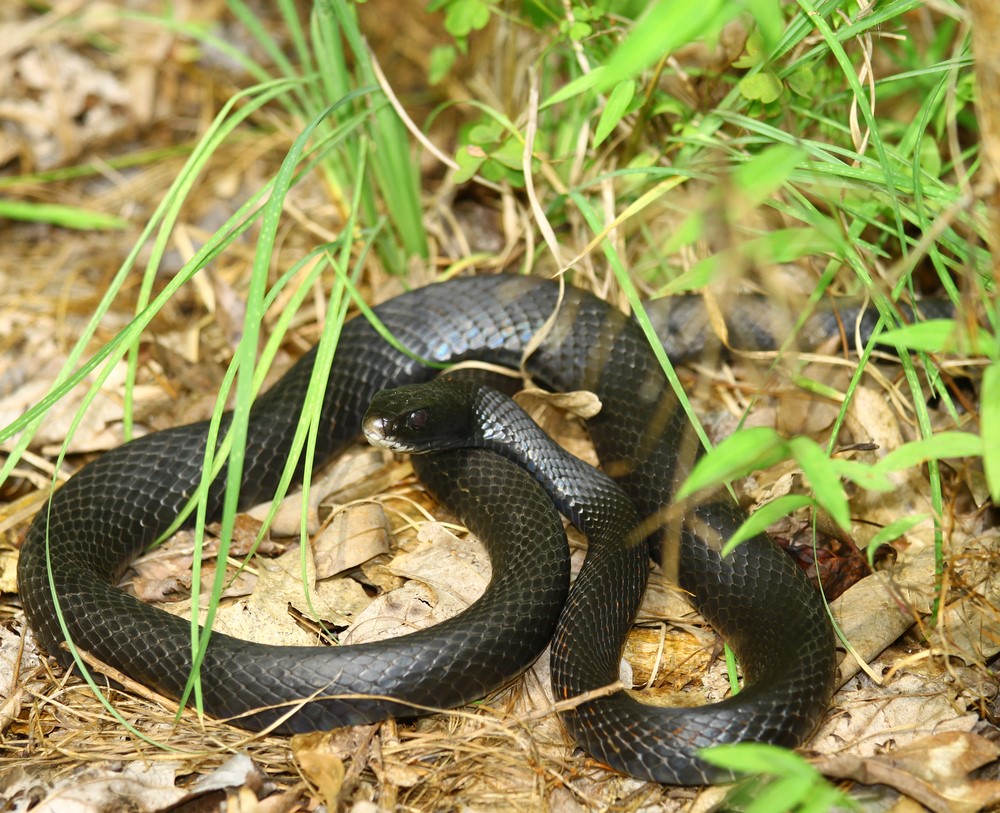 Eastern Ratsnake - Snakes in North Carolina