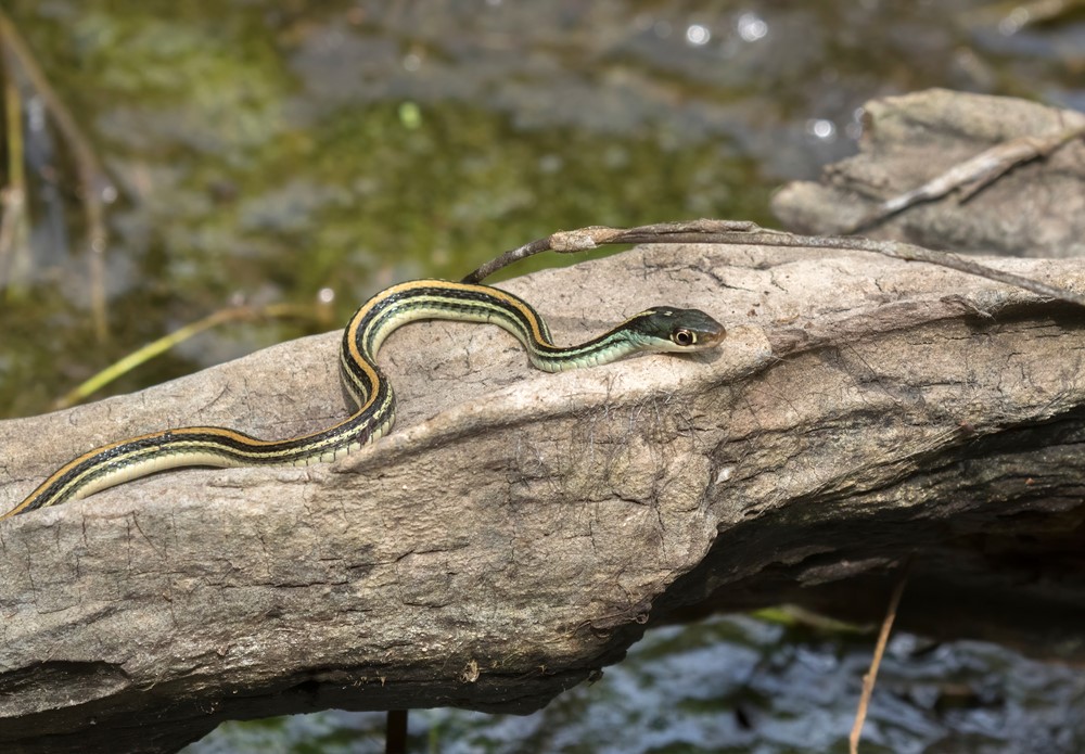 Eastern Ribbon Snake - Snakes in North Carolina