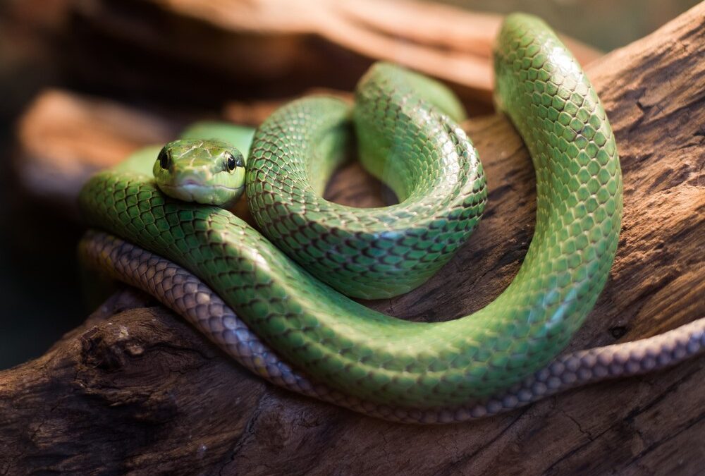 Top 8 Venomous Florida Snakes