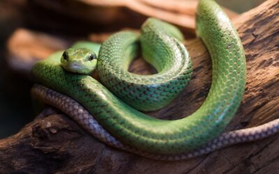 Top 8 Venomous Florida Snakes