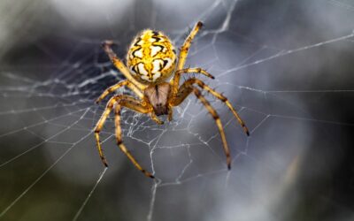 Venomous Michigan Spiders