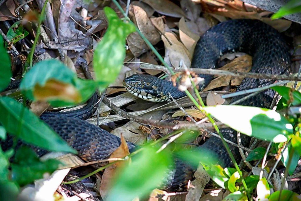 Northern Cottonmouth - Snakes in North Carolina