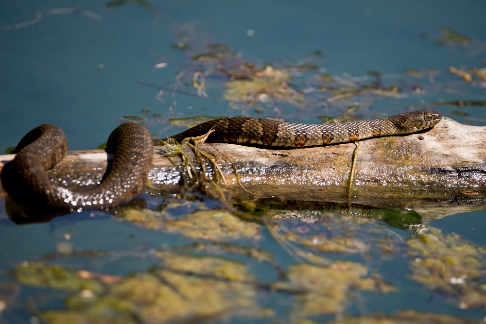 Northern Water Snake - Snakes in North Carolina