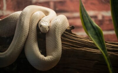 Pros and Cons of Keeping a Florida Rat Snake as a Pet