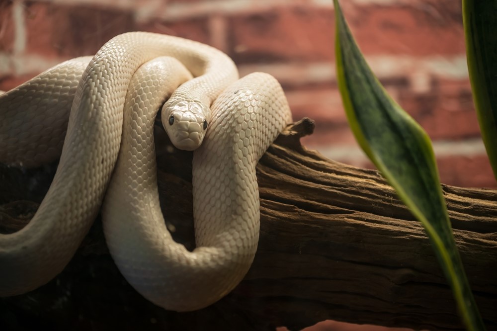 Pros and Cons of Keeping a Florida Rat Snake as a Pet