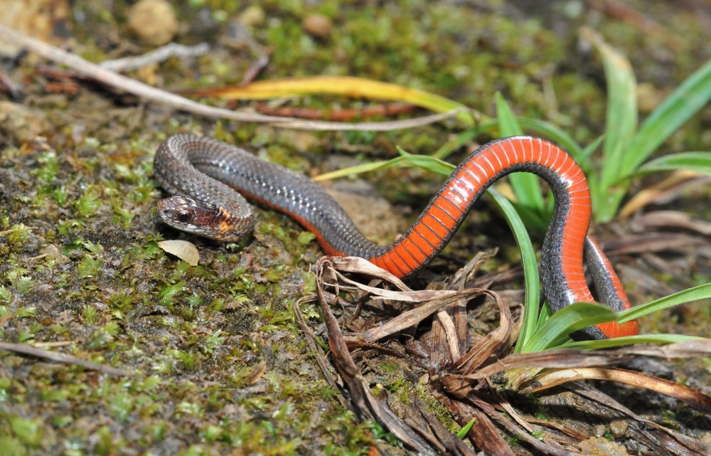 Redbelly Snake - Snakes in North Carolina
