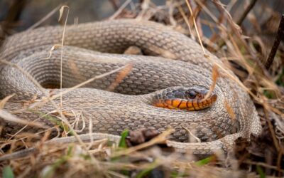 Top 20 Snakes in North Carolina