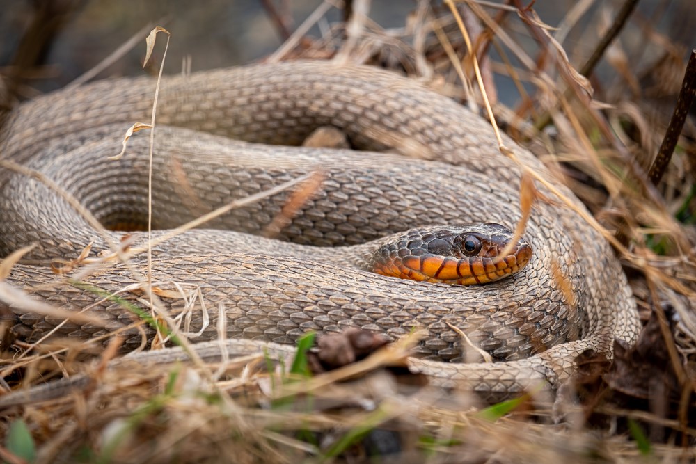 Snakes in North Carolina